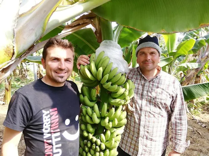 Agricoltura,  l'innovazione dei fratelli Palazzolo: non solo frutti esotici ma anche caff&egrave; dall'aroma siculo