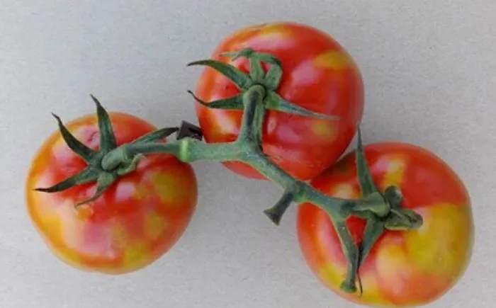 Allarme in Sicilia per il virus che attacca i pomodori