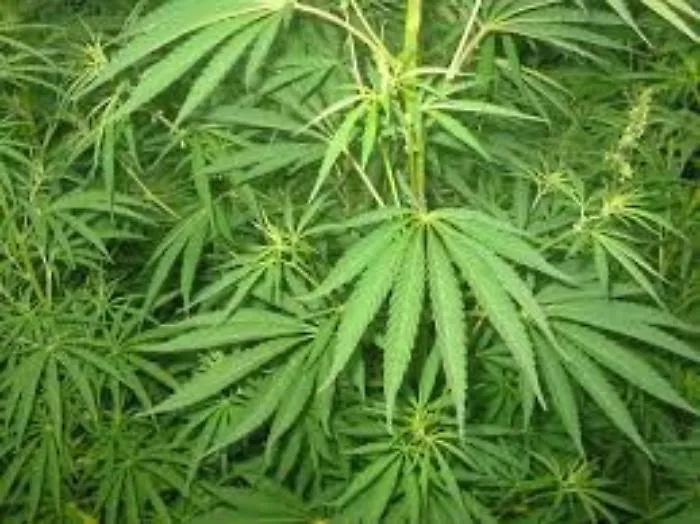 Favara, arrestato un 55enne che coltivava in casa della cannabis