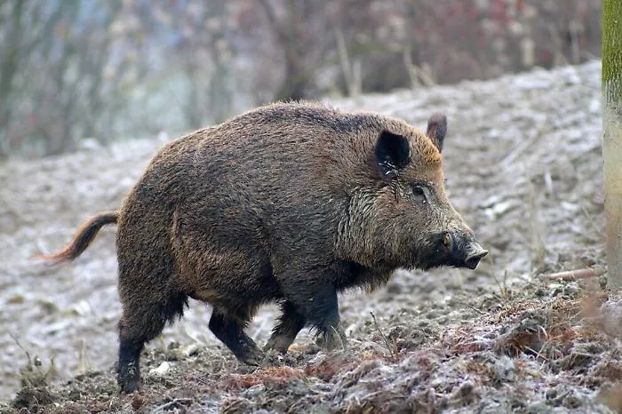 Caccia di frodo ai cinghiali sul Monte Pellegrino, denunciati due bracconieri