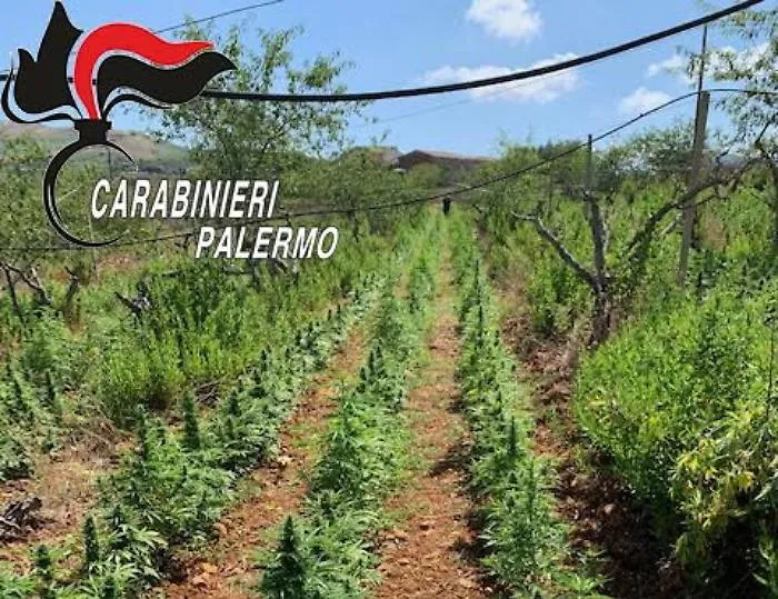 Partinico, la maxi piantagione di marijuana nel pescheto abbandonato