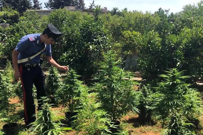Coltivatori diretti di marijuana, arresti a Melilli e Ravanusa