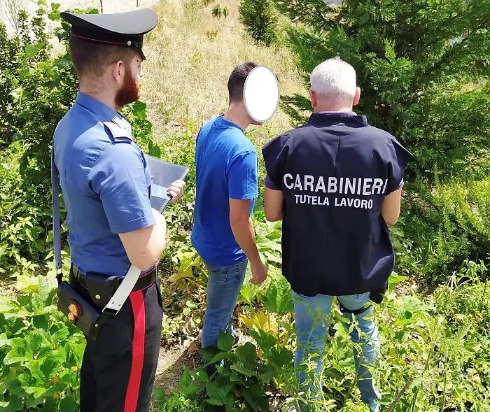Bronte, lavoro nero nelle campagne su 23 lavoratori 11 irregolari