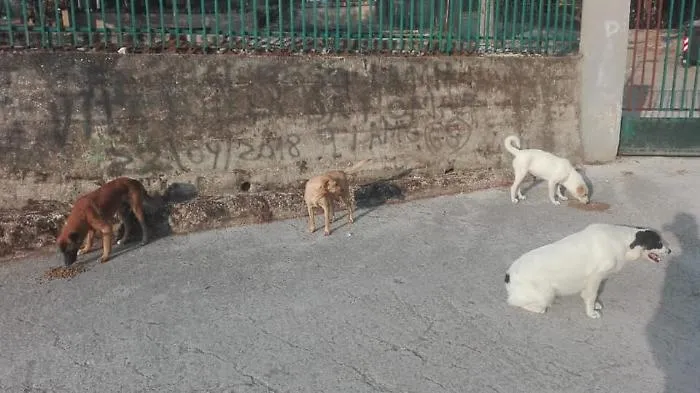 Raffadali, mattanza al Villaggio della Giovent&ugrave;: avvelenati 4 cani randagi