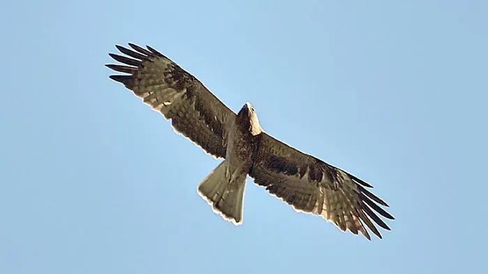 Rara aquila di Bonelli morta folgorata da linee elettriche nel Nisseno