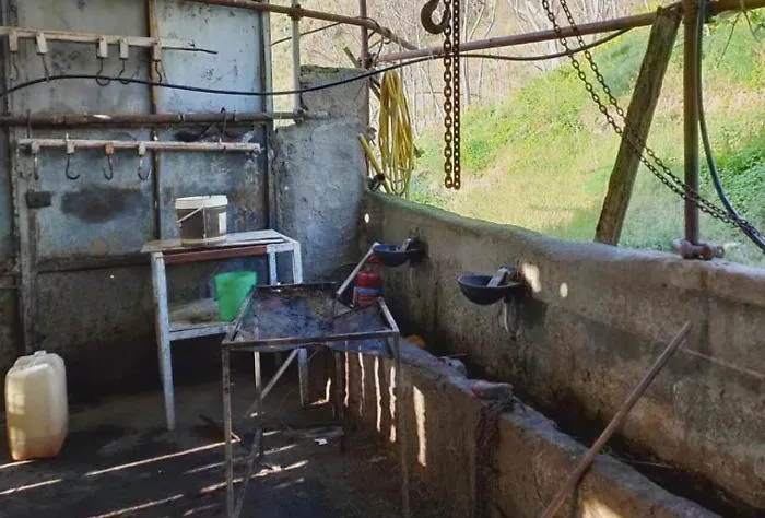 Messina, sigilli a macello clandestino: crudelt&agrave; e animali non tracciati