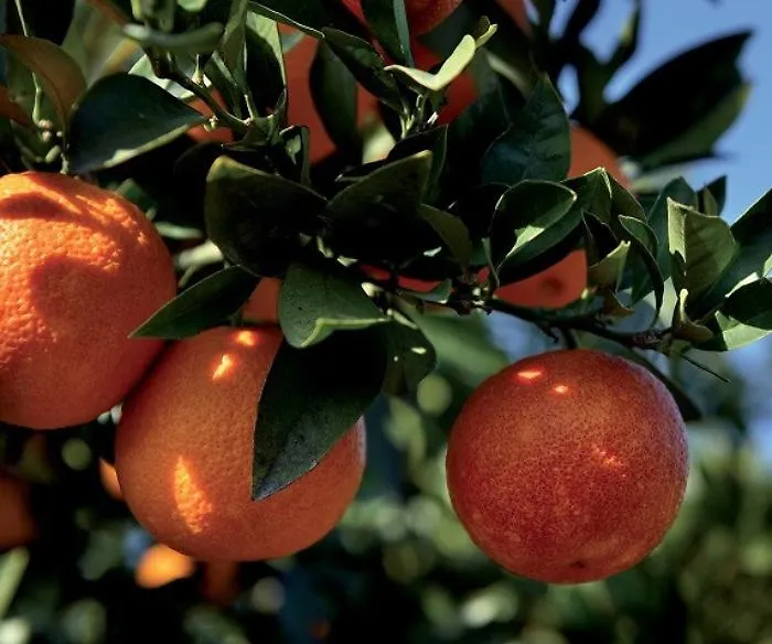 Agrumi, Consorzio Arancia Rossa Igp: &laquo;No al sottocosto per nostri prodotti&raquo;