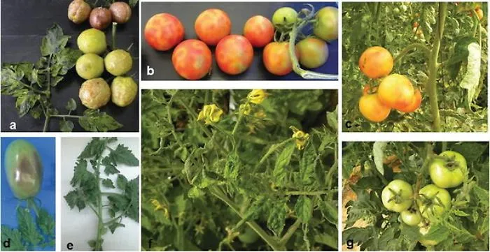 Agricoltura: anche il pomodoro ha il suo virus, allarme in Sicilia per il "tomato brown"