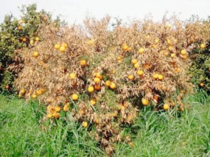 Flagello Tristeza, il virus che in due anni pu&ograve; cancellare gli agrumi in Sicilia