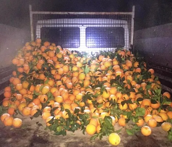 Ramacca, sventato furto di agrumi: recuperata una tonnellata di arance
