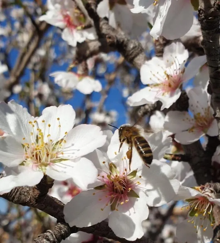 Anche in Sicilia api tornano prima al lavoro ingannate da "finta primavera"