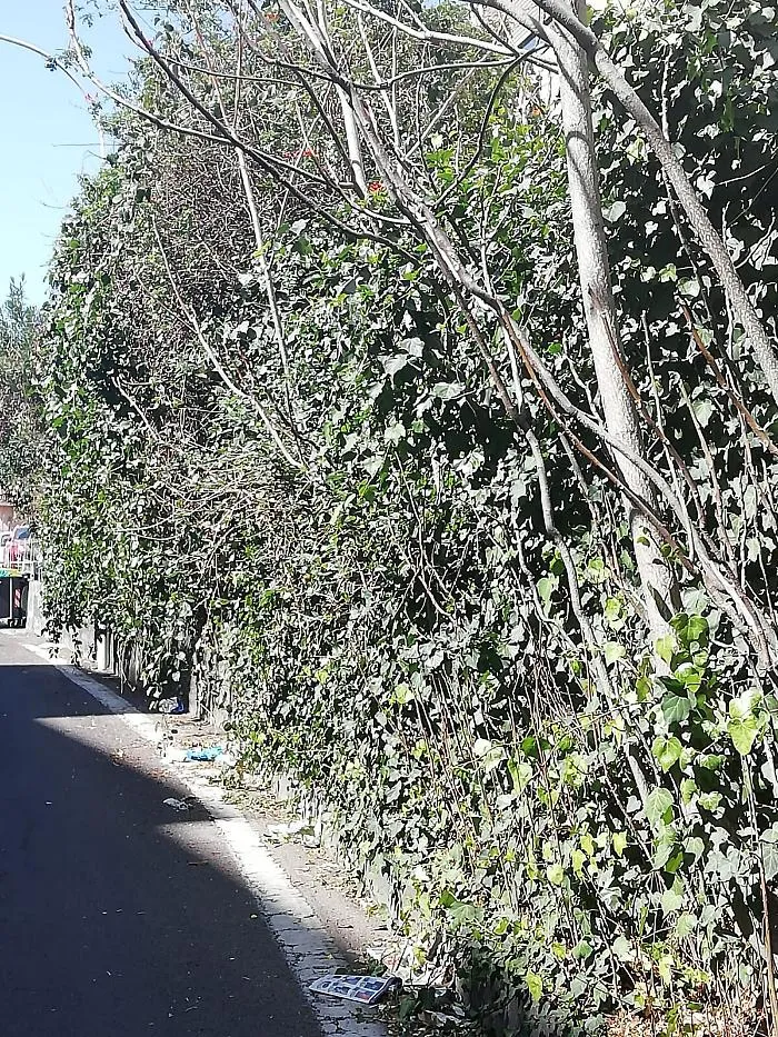 Catania Via Morelli, La fermata AMT c'&egrave; ma non si vede...