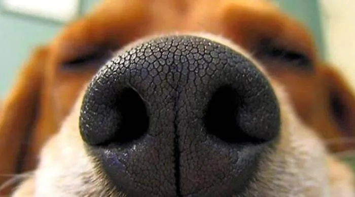 In Iran al via l'addestramento dei cani che fiutano il coronavirus