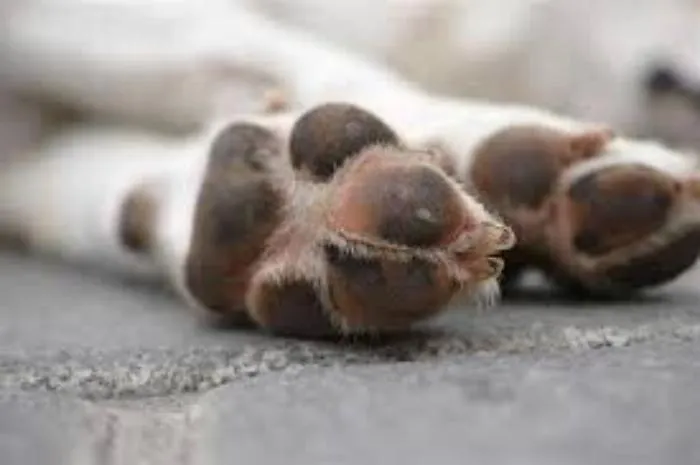 Cane seviziato e ucciso a Priolo, appello per risalire ai responsabili