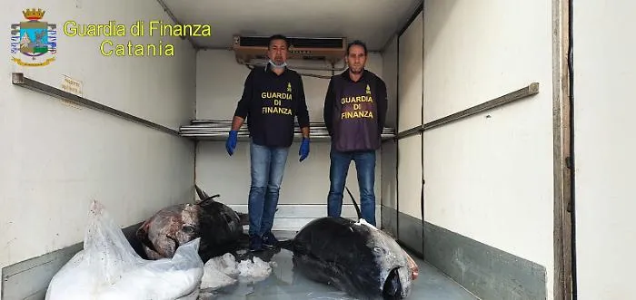 Catania, sequestrati due grossi tonni pescati di frodo e non pi&ugrave; idonei al consumo