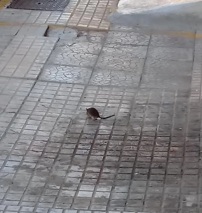 Siracusa: topi a spasso sui marciapiedi cittadini