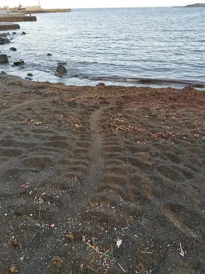 La tartaruga marina ha un debole per Linosa