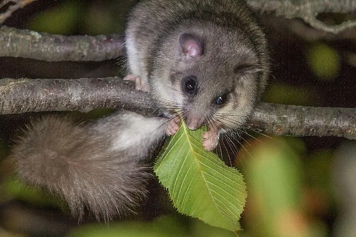 Invasione di ghiri sui Nebrodi, richiesto stato di calamit&agrave; naturale