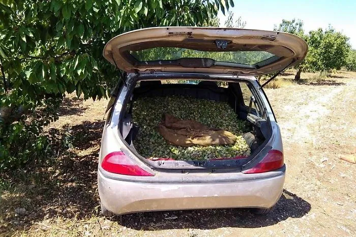 Rubano 5 tonnellate della pregiata mandorla di Avola: tre denunciati