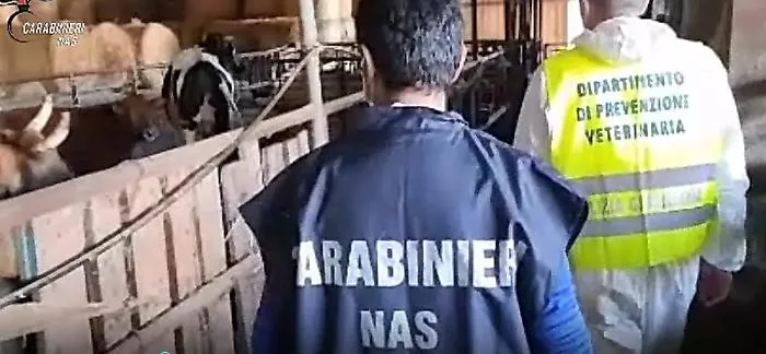 Mattatoio abusivo scoperto in azienda zootecnica a Patern&ograve;
