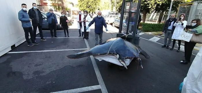 Manta di 400 Kg ritrovata senza vita nel porticciolo di Palermo