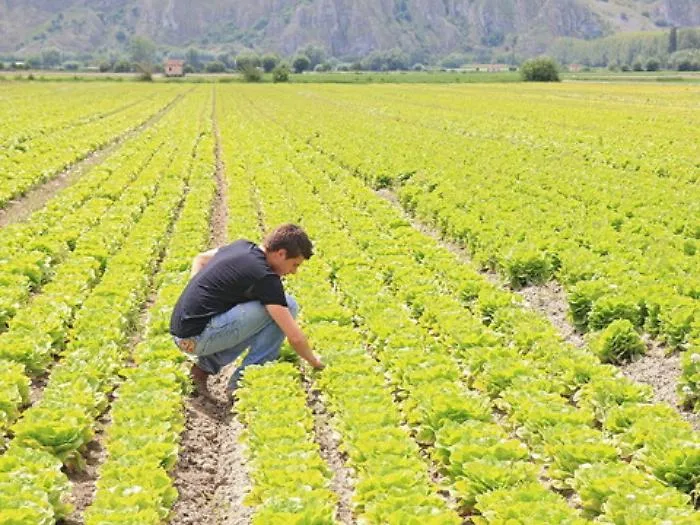 Crisi coronavirus, il Veneto valuta ipotesi disoccupati nei campi