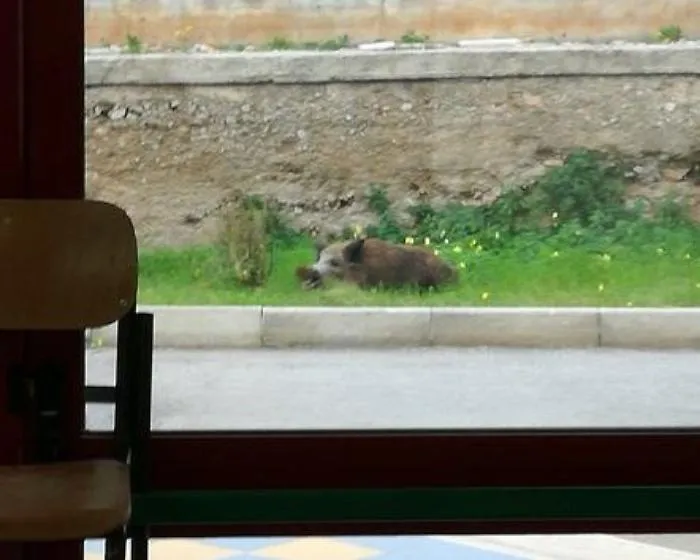 Palermo, cinghiale fa irruzione in una scuola: custode ferito