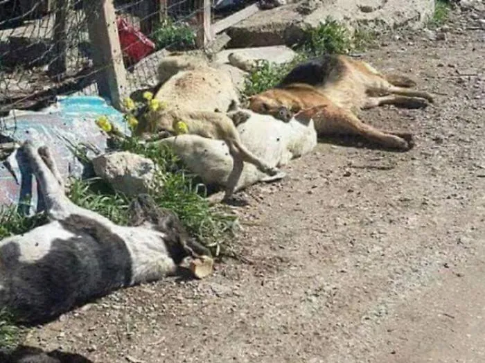Sciacca, cani uccisi da potente insetticida. Perquisizioni e nessun indagato