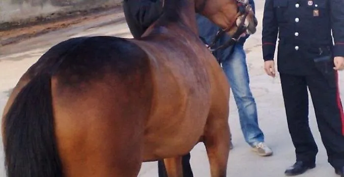 Cavallo