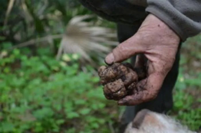 Per il tartufo siciliano &egrave; il momento delle regole: ecco il ddl che disciplina la materia