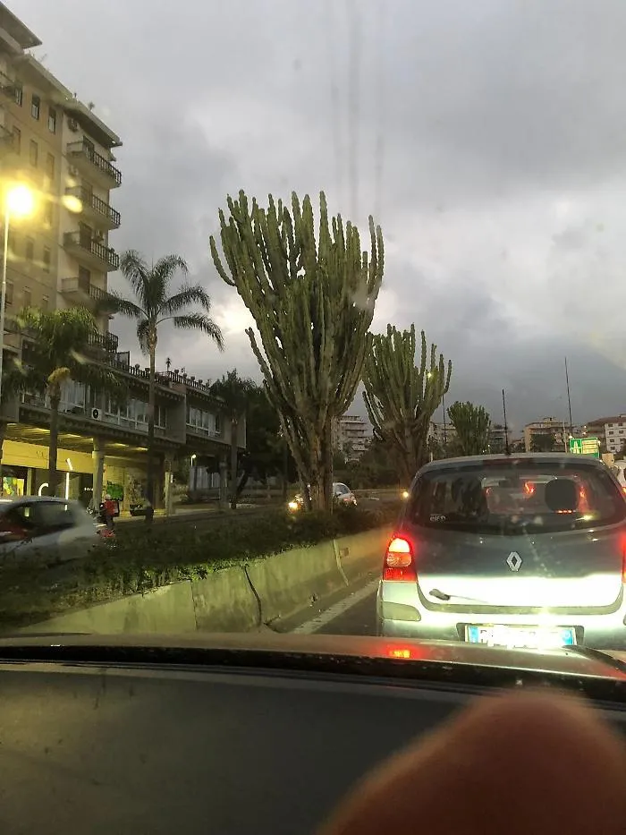 Catania: le Euphorbie in via Vincenzo Giuffrida sono pericolose