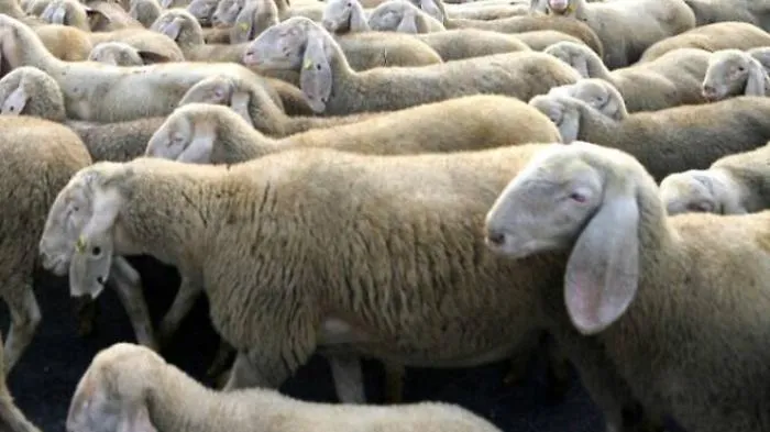 Avola, Nas sequestra 201 ovini non iscritti all'anagrafe del bestiame