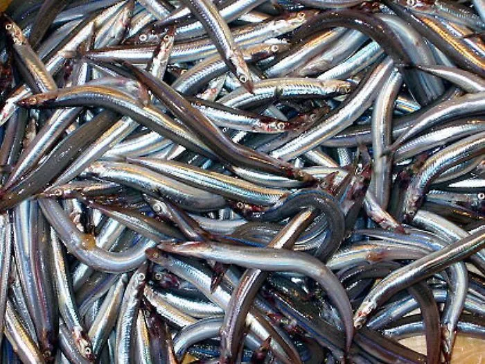 "Cicirello" e "rossetto" potranno essere pescati in Sicilia dopo 8 anni