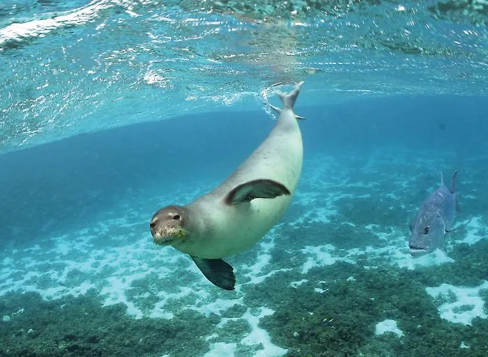 Foca monaca, un brand per l'arcipelago delle Egadi