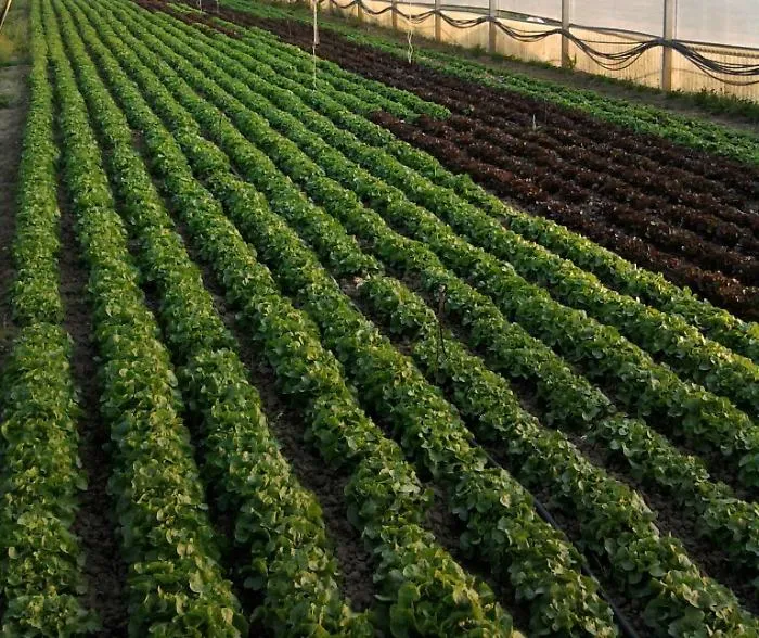 Fertilizzanti provocano miasmi in serre Ragusano: stanno male in 18