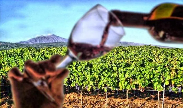 Vini Doc Sicilia, 2018 "mostruoso": prodotte 80 milioni di bottiglie... 