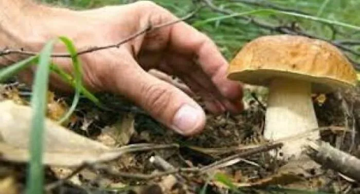 Famiglia intossicata da funghi non controllati, sull&rsquo;Etna al via gli sportelli micologici