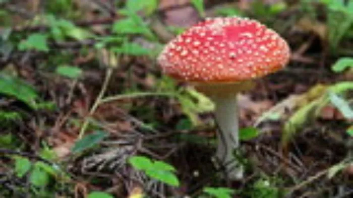 Funghi, tutte le fake newsdelle "bistecche vegetali"