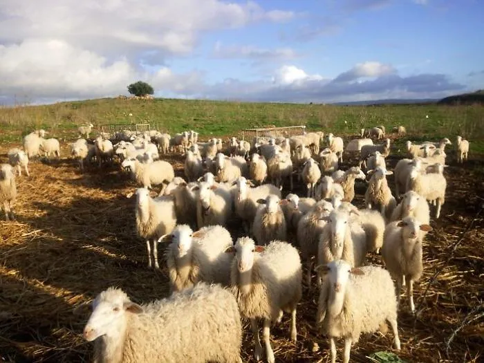 Coronavirus, pasticcerie chiuse, zootecnica agrigentina in ginocchio