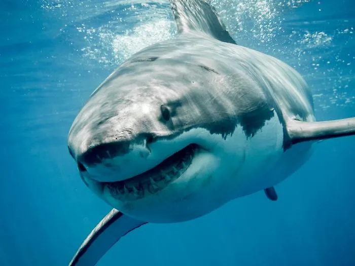 Australia, giovane surfista muore attaccato da uno squalo
