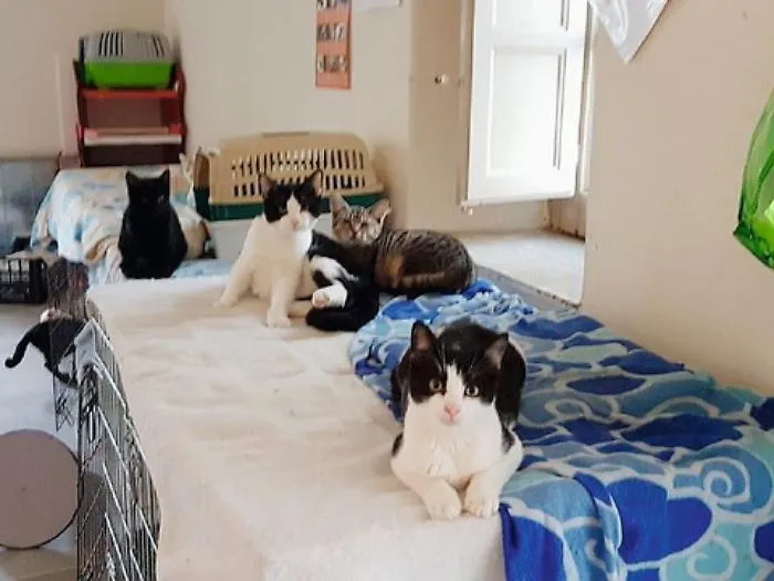 Appello "Aristogatte": &laquo;Dateci una struttura per creare un rifugio sanitario per i gattini&raquo;