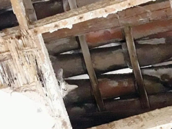 Gatti randagi, l'appello delle Aristogatte al neo sindaco di Catania: &laquo;Dateci una struttura&raquo;