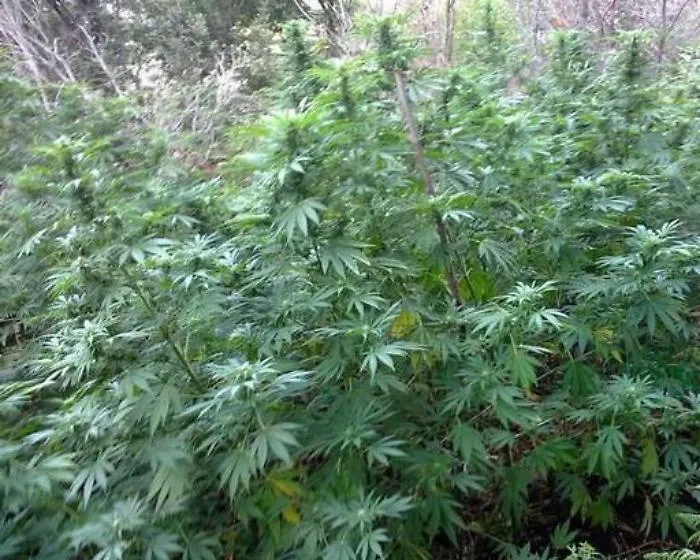 Marijuana