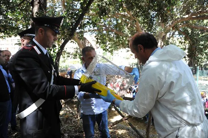 Palermo, liberati nel parco d'Orleans i cardellini sequestrati a Ballar&ograve;