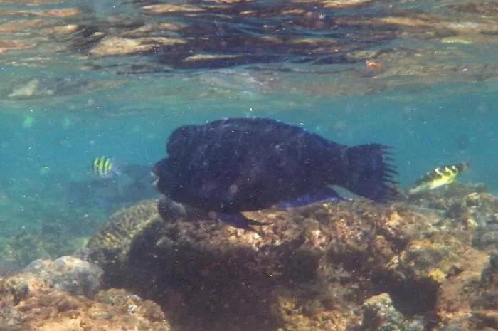 Scoperto in Sicilia un nuovo pesce "alieno" che popola il Mediterraneo