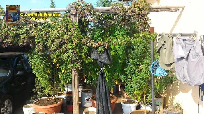 Carlentini, scoperta piantagione di marijuana, un arresto