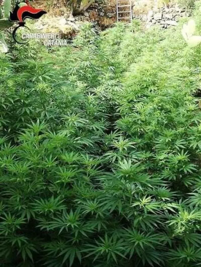 Bronte,  fanno una piantagione di marijuana nel terreno di un'anziana donna