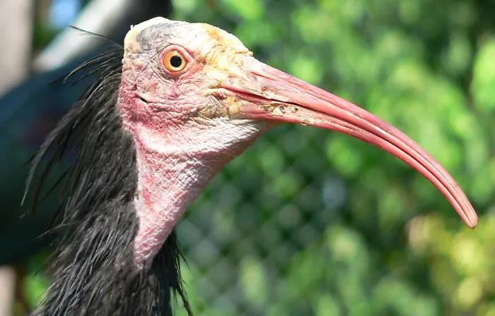Ibis eremita avvistato ad Alicudi