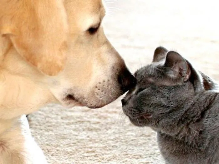 Cani pi&ugrave; intelligenti di gatti? Pare di s&igrave;: hanno il doppio dei neuroni