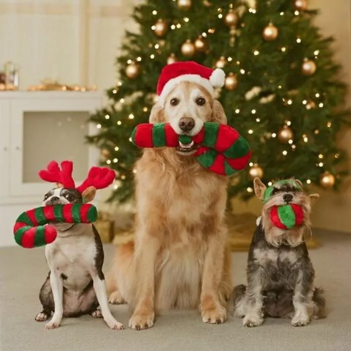 Cani e gatti tra regali di Natale, comprati anche a rate